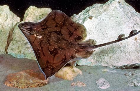 Skate Fish Facts .